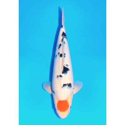 KGE.73 TANCHO SANKE KGE.73 TANCHO SANKE